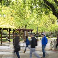 Picture of students walking under leafy trees on Webster University campus