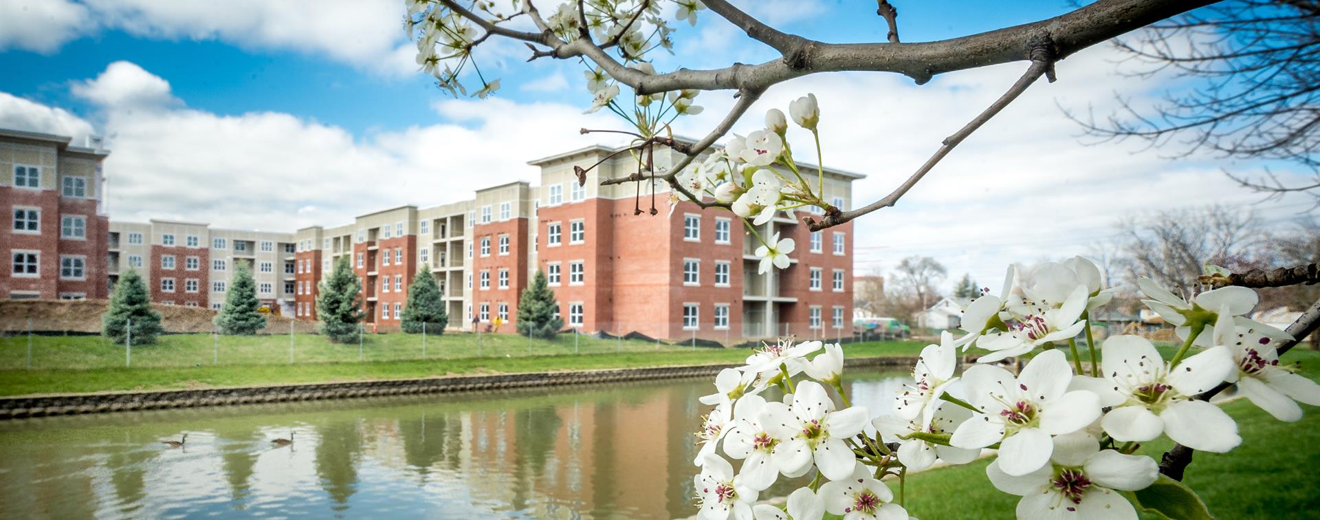 Landscape image features flowering trees.